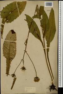 Crepis sibirica L., Eastern Europe, Central forest-and-steppe region (E6) (Russia)