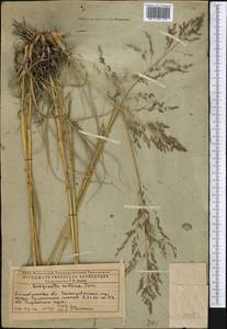 Eragrostis collina Trin., Middle Asia, Caspian Ustyurt & Northern Aralia (M8) (Kazakhstan)