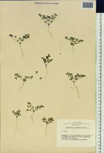 Euphorbia humifusa Willd., Siberia, Altai & Sayany Mountains (S2) (Russia)