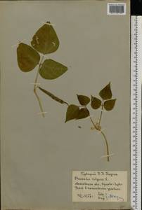 Phaseolus vulgaris L., Botanic gardens and arboreta (GARD) (Russia)