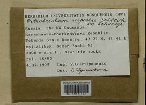 Lewinskya rupestris (Schleich. ex Schwägr.) F. Lara, Garilleti & Goffinet, Bryophytes, Bryophytes - North Caucasus & Ciscaucasia (B12) (Russia)