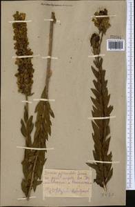Linaria genistifolia subsp. genistifolia, Middle Asia, Kopet Dag, Badkhyz, Small & Great Balkhan (M1) (Turkmenistan)