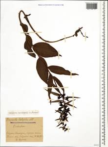Epipactis helleborine (L.) Crantz, Caucasus, Stavropol Krai, Karachay-Cherkessia & Kabardino-Balkaria (K1b) (Russia)