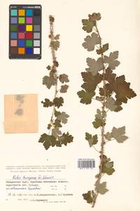 Ribes burejense F. Schmidt, Siberia, Russian Far East (S6) (Russia)