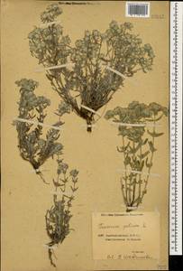 Teucrium polium L., Caucasus, Azerbaijan (K6) (Azerbaijan)