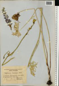 Delphinium fissum Waldst. & Kit., Eastern Europe, Moldova (E13a) (Moldova)