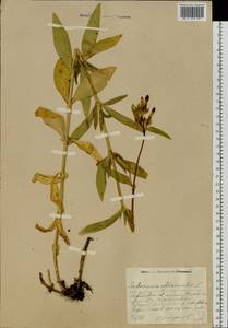 Saponaria officinalis L., Eastern Europe, Central region (E4) (Russia)
