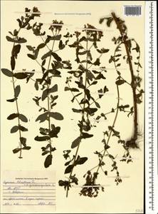 Hypericum tetrapterum, Caucasus, Abkhazia (K4a) (Abkhazia)