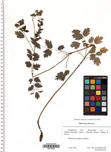 Thalictrum flavum L., Eastern Europe, Middle Volga region (E8) (Russia)