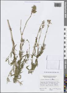 Silene sibirica (L.) Pers., Siberia, Western Siberia (S1) (Russia)