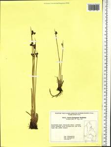 Juncus beringensis Buchenau, Siberia, Chukotka & Kamchatka (S7) (Russia)