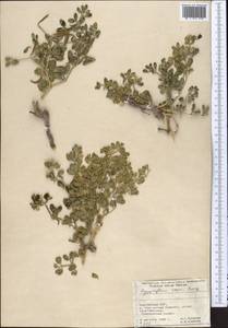 Zygophyllum rosovii Bunge, Middle Asia, Pamir & Pamiro-Alai (M2) (Kyrgyzstan)