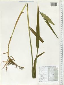 Phalaris arundinacea L., Siberia, Chukotka & Kamchatka (S7) (Russia)