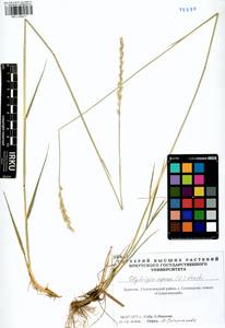 Elymus repens (L.) Gould, Siberia, Baikal & Transbaikal region (S4) (Russia)