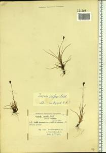 Luzula confusa Lindeb., Siberia, Central Siberia (S3) (Russia)