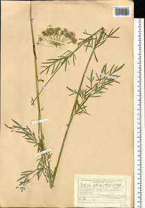 Kadenia dubia (Schkuhr) Lavrova & V.N.Tikhom., Siberia, Altai & Sayany Mountains (S2) (Russia)