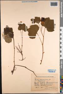 Rubus chamaemorus L., Siberia, Yakutia (S5) (Russia)