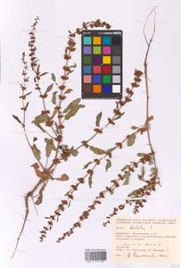 Rumex dentatus L., Eastern Europe, Lower Volga region (E9) (Russia)
