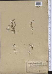 Polygonum polycnemoides Jaub. & Spach, Middle Asia, Western Tian Shan & Karatau (M3) (Kazakhstan)