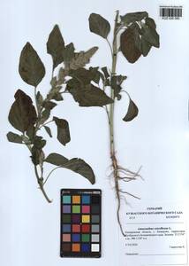 Amaranthus retroflexus L., Siberia, Altai & Sayany Mountains (S2) (Russia)