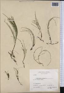 Equisetum arvense L., America (AMER) (Greenland)