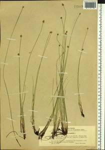 Carex capitata Sol., Siberia, Baikal & Transbaikal region (S4) (Russia)