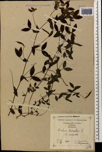 Lathyrus laxiflorus (Desf.) Kuntze, Caucasus, Georgia (K4) (Georgia)