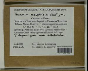 Grimmia caespiticia (Brid.) Jur., Bryophytes, Bryophytes - North Caucasus & Ciscaucasia (B12) (Russia)