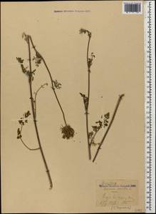 Daucus carota L., Caucasus, Black Sea Shore (from Novorossiysk to Adler) (K3) (Russia)