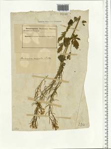 Barbarea vulgaris (L.) W.T.Aiton, Eastern Europe, Northern region (E1) (Russia)