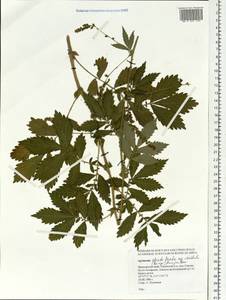 Agrimonia pilosa Ledeb., Siberia, Russian Far East (S6) (Russia)