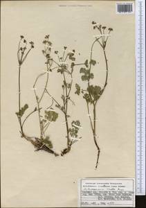 Aulacospermum simplex Rupr., Middle Asia, Pamir & Pamiro-Alai (M2) (Kyrgyzstan)