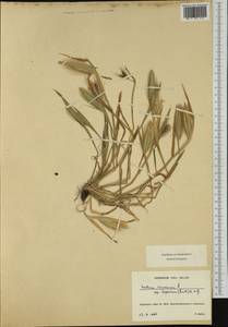 Hordeum murinum subsp. leporinum (Link) Arcang., Western Europe (EUR) (France)