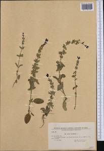 Salvia viridis L., Western Europe (EUR) (Bulgaria)