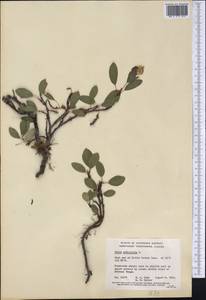Salix reticulata L., America (AMER) (Canada)