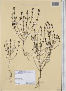 Satureja hortensis L., Caucasus, North Ossetia, Ingushetia & Chechnya (K1c) (Russia)