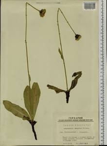 Trommsdorffia maculata (L.) Bernh., Siberia, Western Siberia (S1) (Russia)