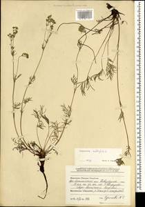 Potentilla multifida L., Mongolia (MONG) (Mongolia)