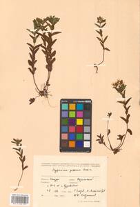 Hypericum yezoense Maxim., Siberia, Russian Far East (S6) (Russia)