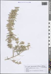 Caroxylon gaetulum (Maire) Akhani & Roalson, Africa (AFR) (Morocco)