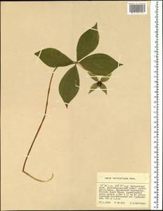 Paris verticillata M.Bieb., Siberia, Russian Far East (S6) (Russia)