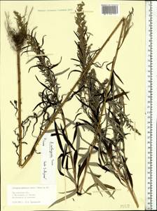 Artemisia selengensis Turcz. ex Besser, Eastern Europe, Central forest region (E5) (Russia)
