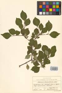 Rhamnus rugulosa Hemsl., Siberia, Russian Far East (S6) (Russia)