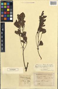 Dodonaea viscosa subsp. elaeagnoides (Rudolphi ex Ledeb. & Adlerstam) Acev.-Rodr., America (AMER) (Haiti)