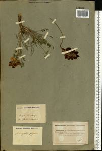 Astragalus physodes, Eastern Europe, Lower Volga region (E9) (Russia)