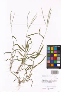 Digitaria sanguinalis (L.) Scop., Eastern Europe, Moscow region (E4a) (Russia)