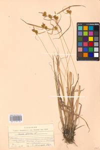 Carex flava L., Eastern Europe, Moscow region (E4a) (Russia)