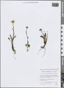 Tephroseris integrifolia subsp. atropurpurea (Ledeb.) B.Nord., Siberia, Yakutia (S5) (Russia)