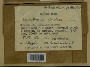 Brachythecium rivulare Schimp., Bryophytes, Bryophytes - Permsky Krai, Udmurt Republic, Sverdlovsk & Kirov Oblasts (B8) (Russia)