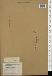 Sabulina tenuifolia subsp. tenuifolia, Caucasus, Stavropol Krai, Karachay-Cherkessia & Kabardino-Balkaria (K1b) (Russia)